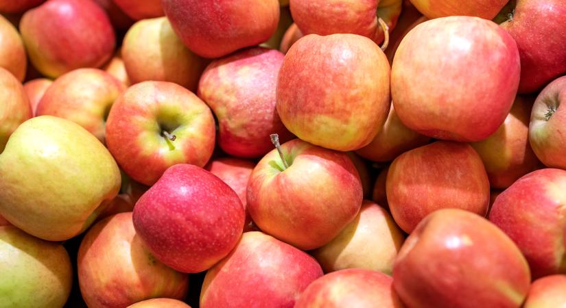 A magyar alma biztonsággal fogyasztható