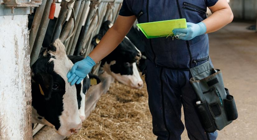 Apró hibán bukhatnak el az állattartók: változás az inszeminátorok nyilvántartásában