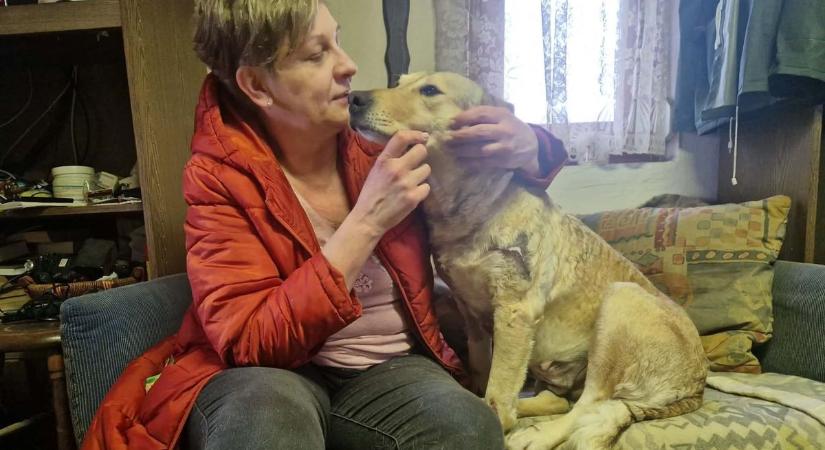 A megkínzott Rozi kutya örökbefogadója: „A tekintetében ott volt a félelem és a kötődni akarás is”