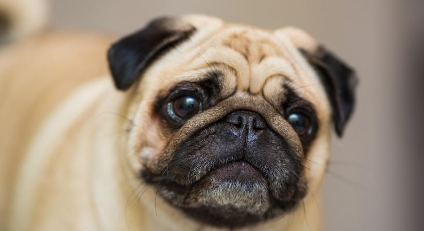 Állatvédelmi ösztöndíjprogram indul állatotthon-vezető és állatgondozó képzésre