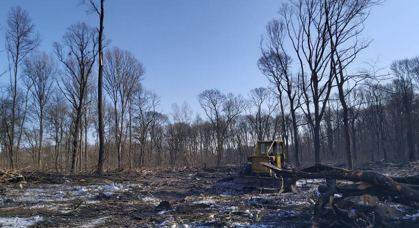 Tarvágás a Gemencben: ipari erdőgazdálkodás vagy felelős fakitermelés?