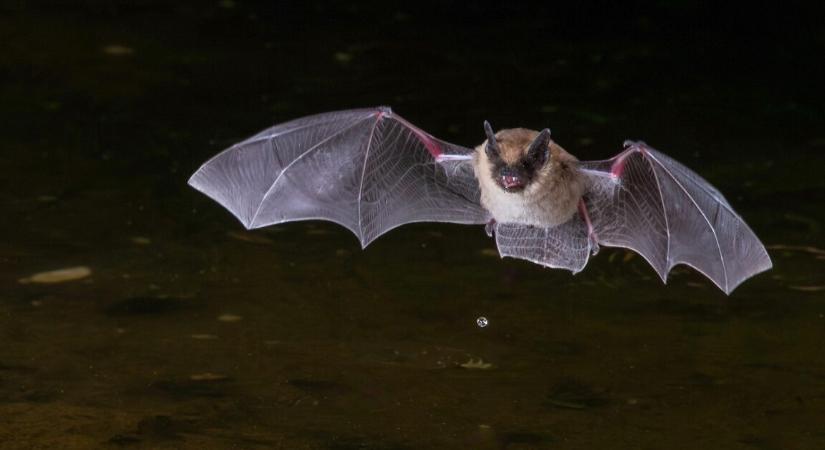 Rejtett denevér-vírus fertőz embereket