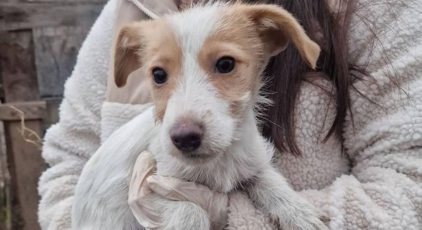 Sokkoló állapotok: 40 kutya, disznó és más állatok is egy 25 négyzetméteres házban