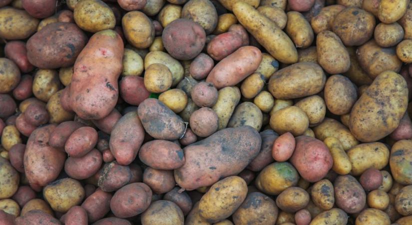 Több mint 34 tonna burgonya szórodott szét az autópályán egy kamionbaleset miatt