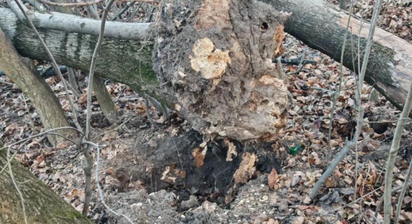 A Normafán is pusztít a kőrisfákat támadó betegség