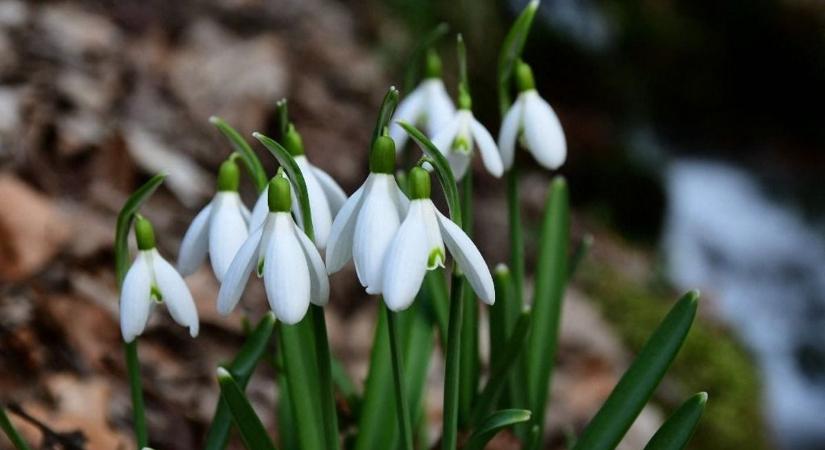 Súlyos tízezreket kockáztat, aki leszed egy csokor hóvirágot: a természet és a pénztárcánk is jobban jár, ha üzletben vásárolunk a növényből