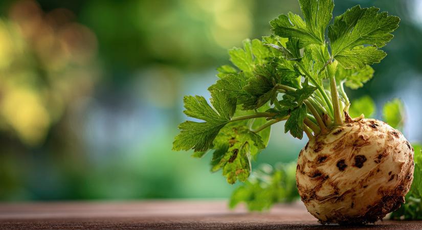 Fedezzük fel a zeller értékeit!