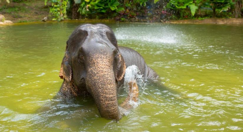 Turistát taposott halálra egy elefánt – ez már a harmadik haláleset, ami az állathoz köthető