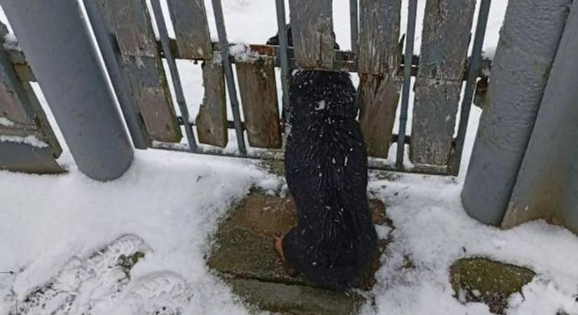 Szorult a hurok, de túlélte – látványos kutyamentés Zagyvarékason