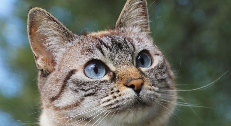 Miért van Henry-zseb a macskák fülén?