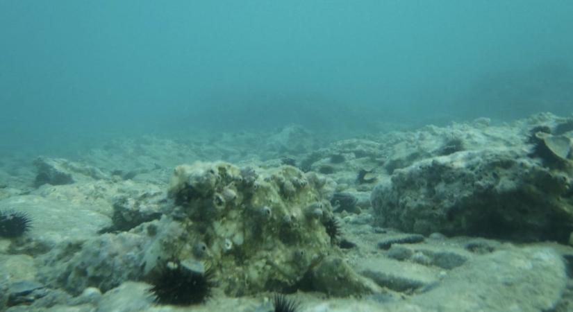 Négy órán keresztül úszott a tengerben a fiú, hogy megmentse a családját