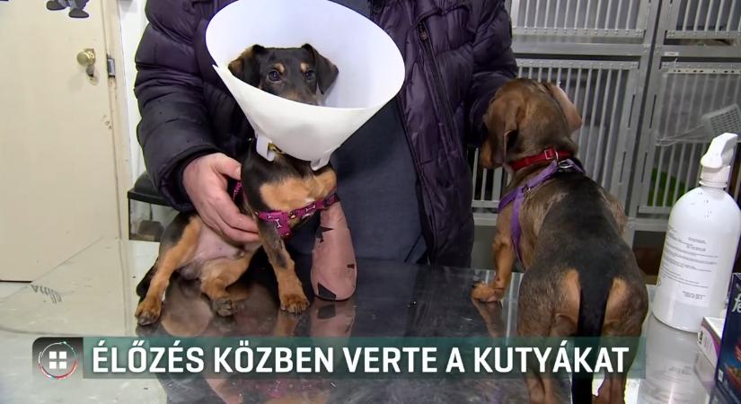 Tacskókat mentettek az állatvédők