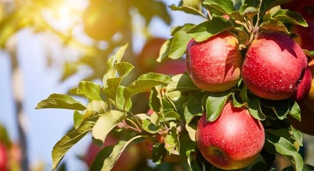 VESZÉLYES ÉLELMISZEREK – Éva almája