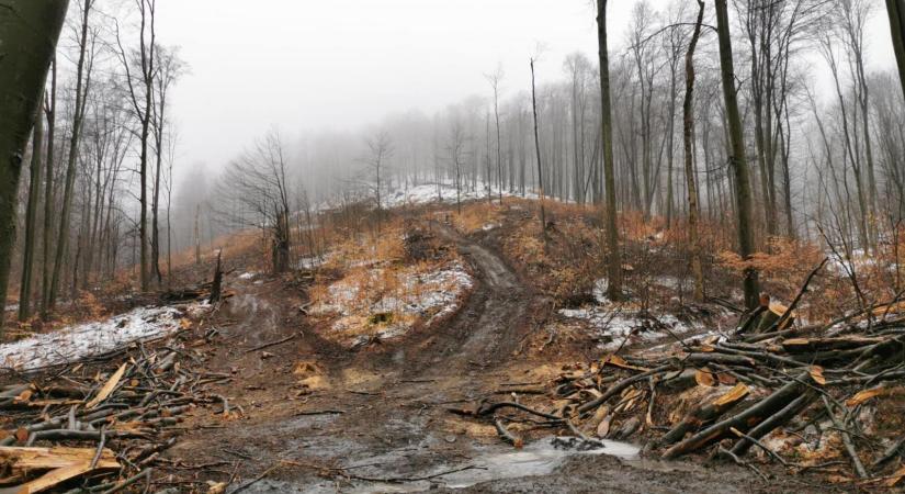 Ezer bükkfát vágtak ki a Börzsönyben, a Duna-Ipoly Nemzeti Park Igazgatósága elismerte az erdőtervezésnek nevezett fakitermelést