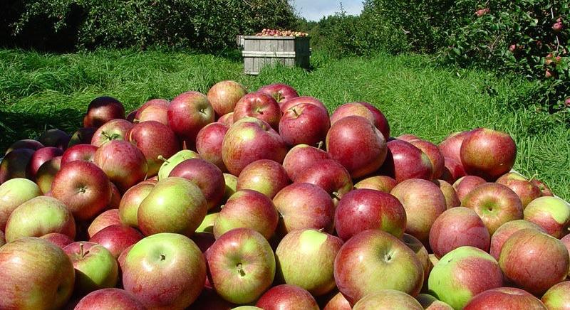 A magyar alma biztonságos és kiváló minőségű