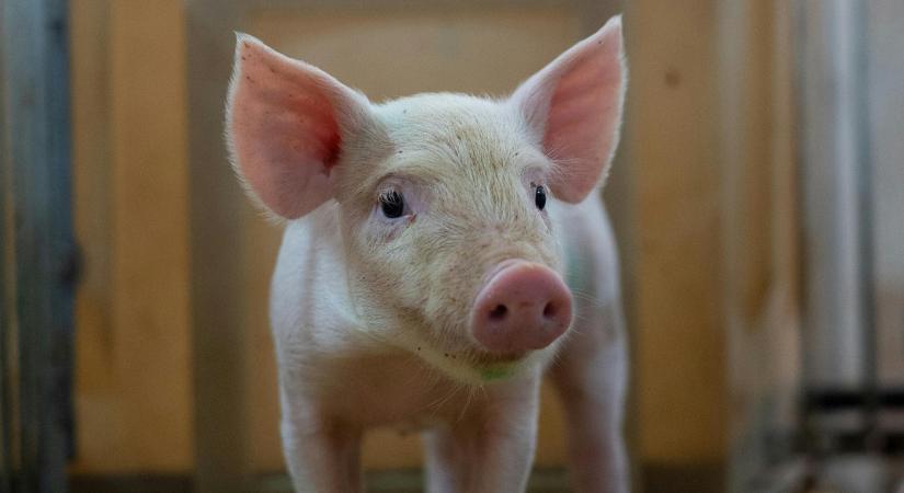 Jó hír a sertéstartóknak