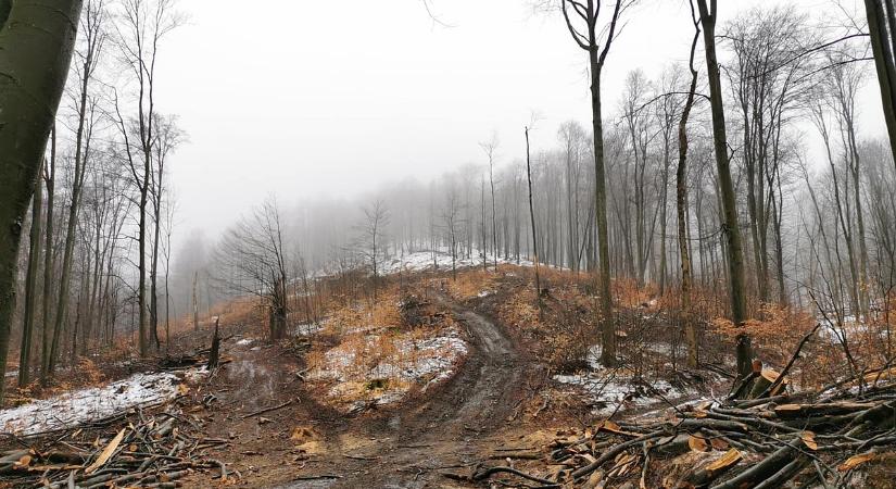 Katasztrófa a Börzsönyben, idős bükkerdőket vágtak ki, folyik az olaj a patakokba