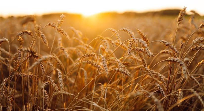 Váratlan lépés a kormánytól: stratégiai jelentőségűvé nyilvánítottak egy csődbe ment céget