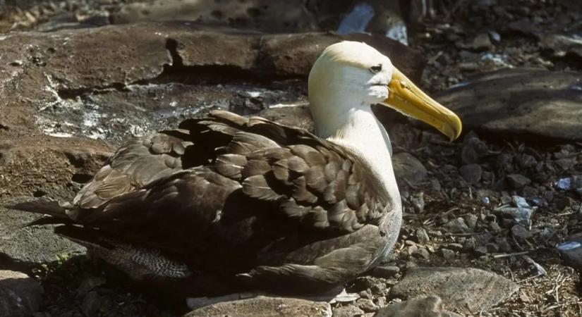 Váratlan helyen bukkant fel a rendkívül ritka tengeri madár