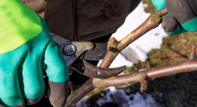 Vigyázz! Ezt a kerti munkát nem szabad khagyni februárban! Rengeteg időt nyersz vele!