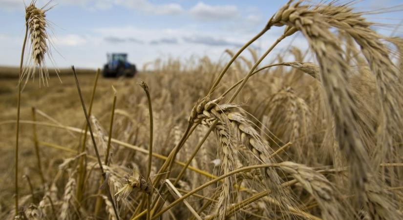 Kiemelt jelentőségű lett a kelet-magyarországi gabonacég felszámolása