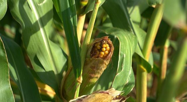 Kevesebb kukoricát vetnek az idén