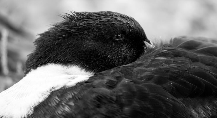 Horror a Balaton vizén – a szakértő is csak elszörnyedve találgat