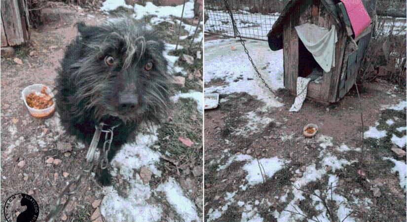 Láncra verve fagyoskodott az étlen-szomjan magára hagyott kutya a balatoni településen
