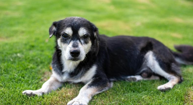 Ez a 7 szokás évekkel meghosszabbíthatja a kutyád életét