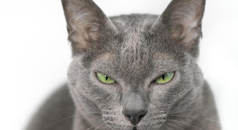 Kutatások szerint a macskák is lehetnek „pszichopaták": valóban így lenne?