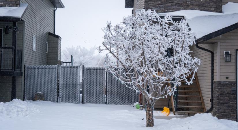 Gyorsan növő fát szeretnél? Ezek a fák elképesztő gyorsan nőnek!