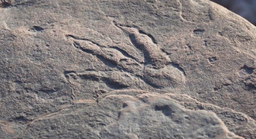 220 millió éves dinoszaurusz-lábnyomot talált a 4 éves kislány