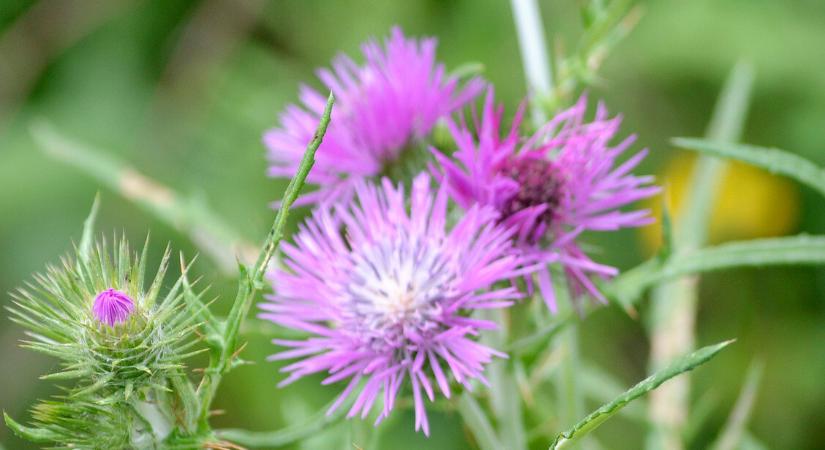 Mire jó a máriatövis? – Jó hatással lehet a májra, de vannak veszélyei