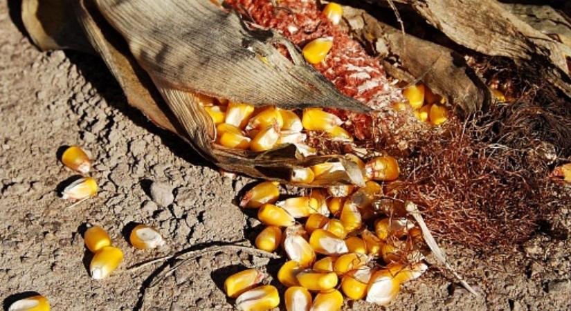 Biztonságosabb kukoricatermesztés erős genetikai alappal