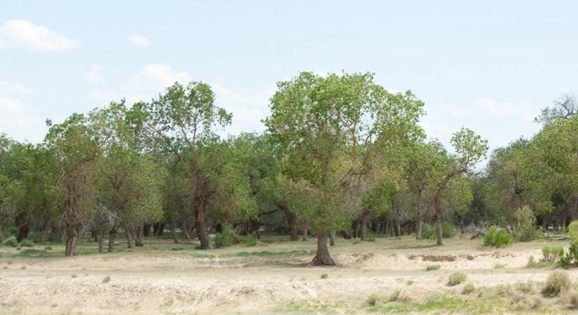 Sűrű, termékeny erdővé változtatták a sivatag egy részét a kínai kutatók