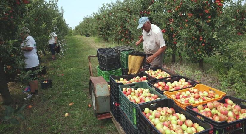 Most az alma került a természetvédők célkeresztjébe, szerintük veszélyes