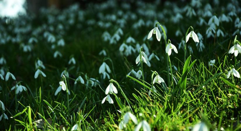 Hóvirágért börtön? Ennyi szálért akár le is csukhatják az embert