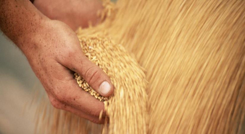 Durva csavar a Bászna Gabona Zrt. ügyében: erre senki sem számított