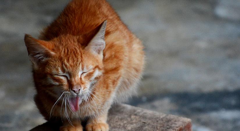 Mit jelent a rózsaszín hányás a macskánál? Elmondjuk, mikor kell orvoshoz vinni