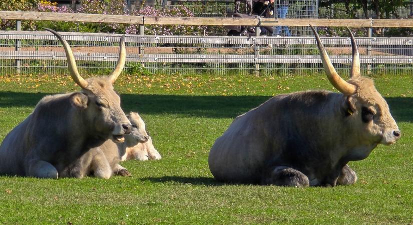Visszafordíthatatlan károkkal fenyeget ez a törzskönyvi változás