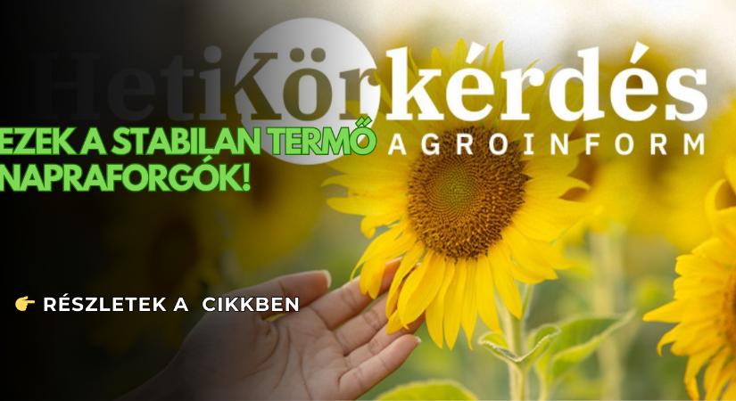 Nagy az igény a stabilan termő napraforgókra. Most megmutatjuk, hogy melyek ezek! – Heti Körkérdés