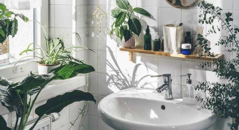 Tisztítják a levegőt és feldobják a teret: 6 szobanövény, ami imádja a párás fürdőszobát is