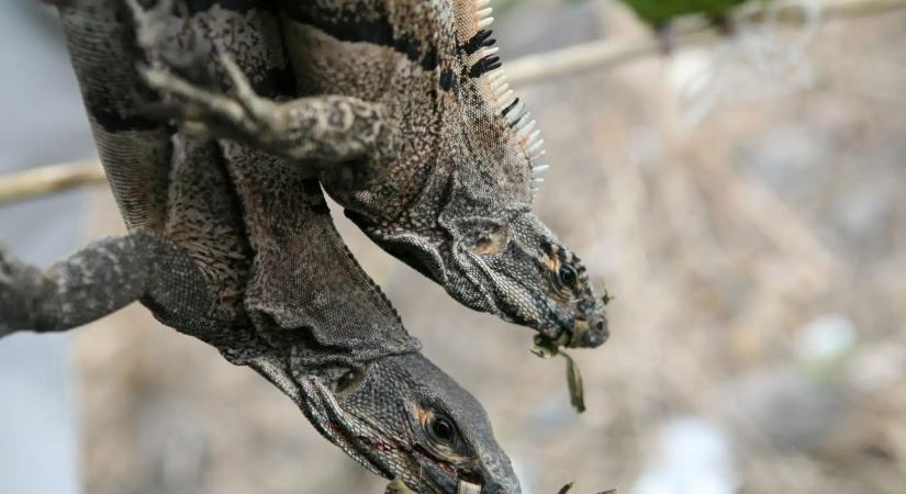 Újabb leguán-eső sújtotta Floridát