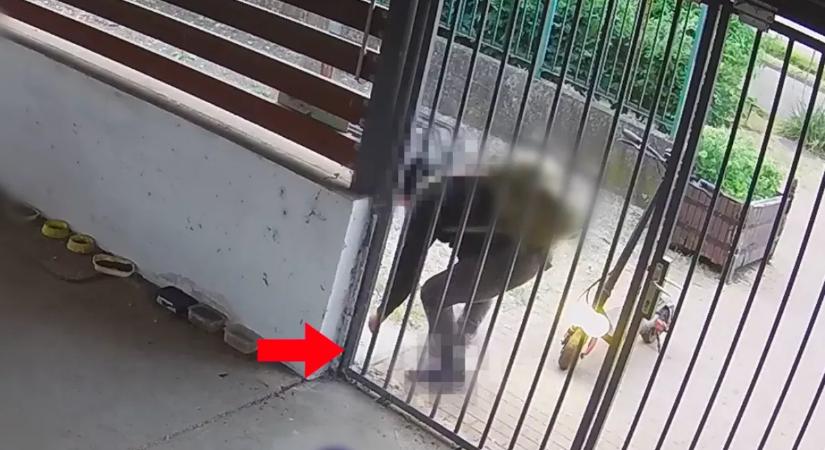 Drága aranyfülbevalót talált a munkahelye előtt a szegedi férfi: bíróság elé állítják miatta