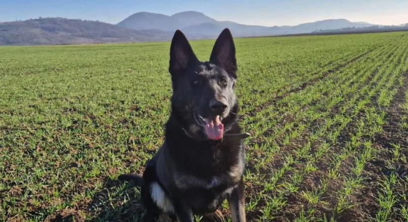 Videón a rendőrség új drogkereső sztárja: ismerd meg Rint, a cuki négylábú nyomozót