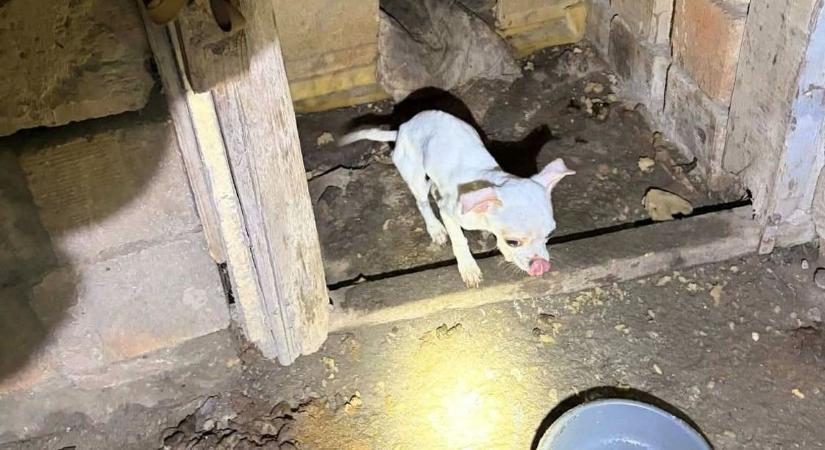 Brutális körülmények Perkátán: halott és éhező kutyák fogadták az állatmentőket (videóval)