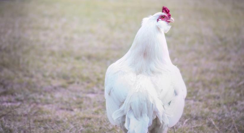 A brojlercsirkék szállításának gyakorlati tapasztalatai