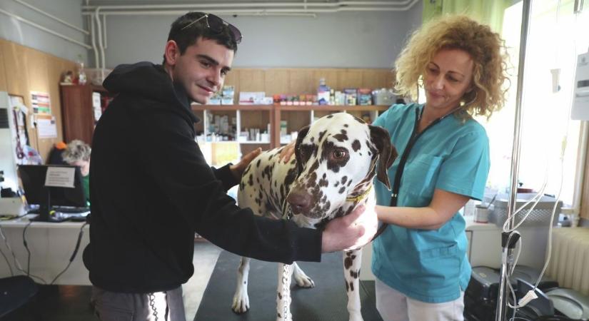 Újraindul az állatorvosi ügyelet Kecskeméten, itt vannak a részletek – videó