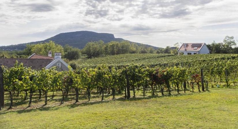 Támogatásokkal és egyszerűbb szabályokkal erősíti a kormány a szőlő- és borágazatot