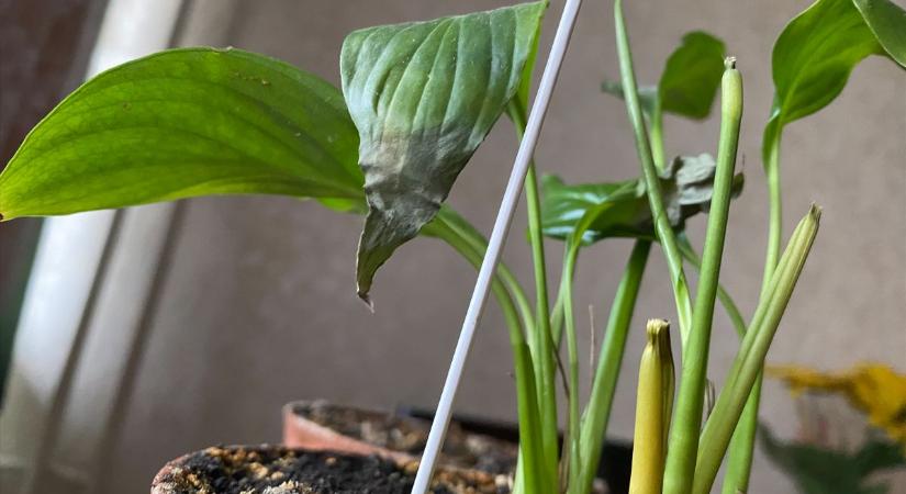 Sárgulnak a szobanövények levelei? Apró trükkökkel könnyedén megmentheti kedvenceit